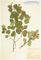 藏品(樺木屬)的圖片